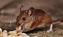 24 Hour & Emergency Exterminators in Sauk City, WI
